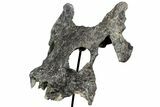 Partial Phytosaur (Leptosuchus?) Skull On Stand - Arizona #78008-4